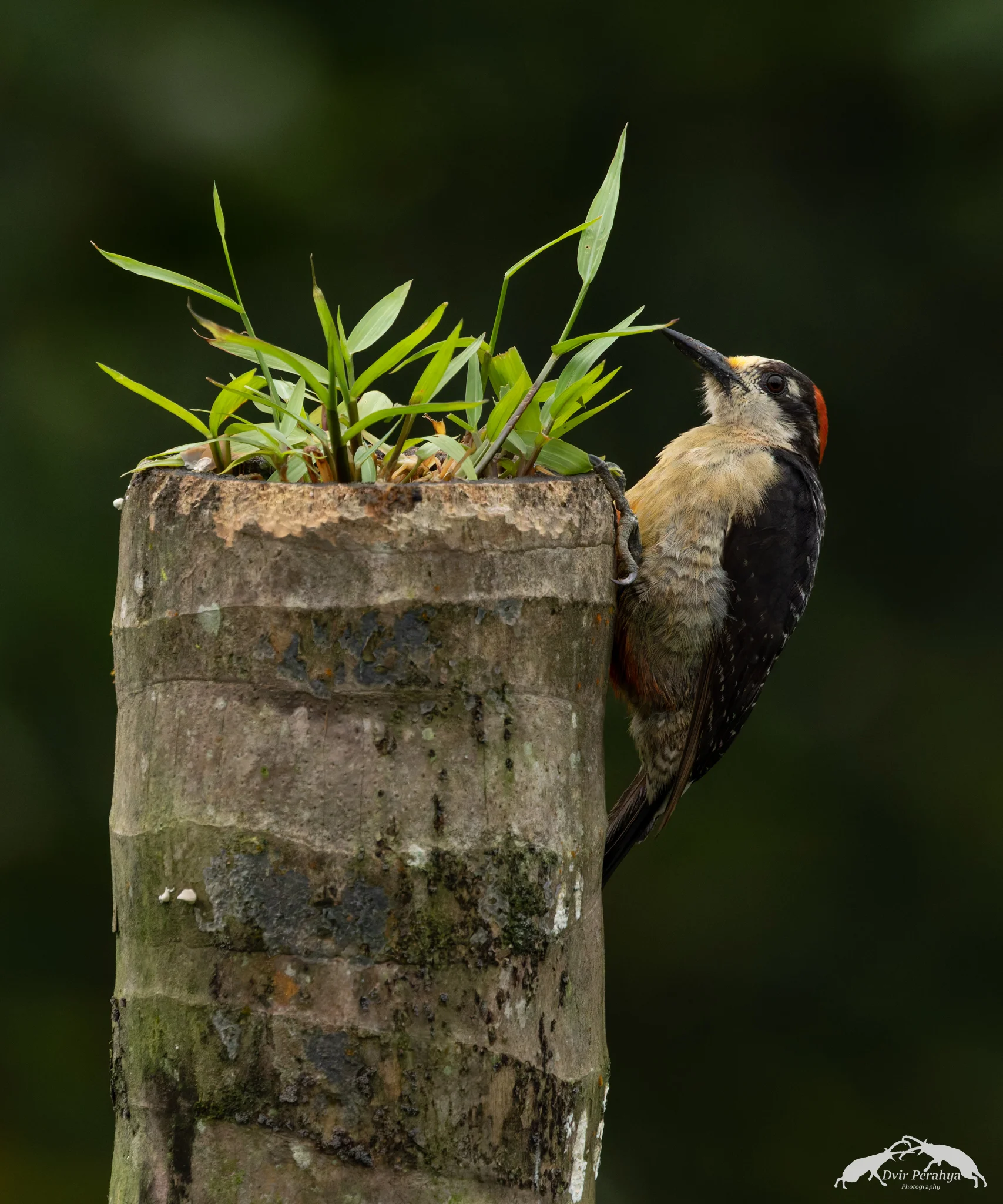 Woodpecker, Costa Rica Rainforest